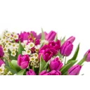 Kytice fialových  tulipánů